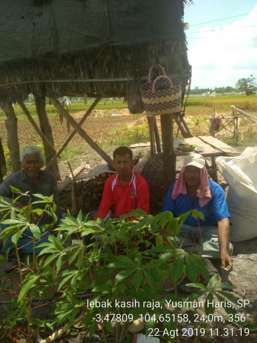 Pengubinan Padi Lebak pematang Desa Kasih Raja Kecamatan Lubuk Keliat