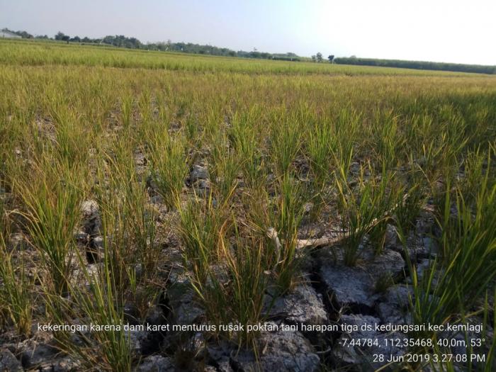 Mana Air Untuk Sawah Ku