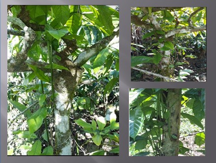 WIWILAN PERAMPAS NUTRISI TANAMAN KOPI