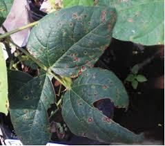 MENGATASI PENYAKIT BERCAK DAUN PADA TANAMAN KACANG HIJAU 