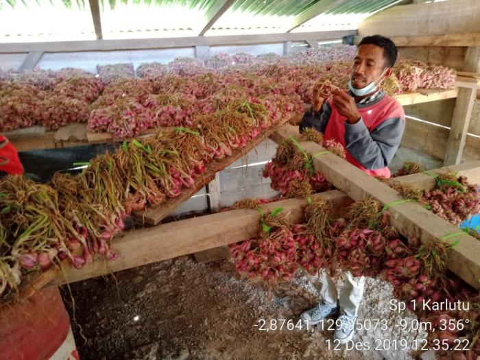 Panen dan Pasca Panen Tanaman Bawang Merah
