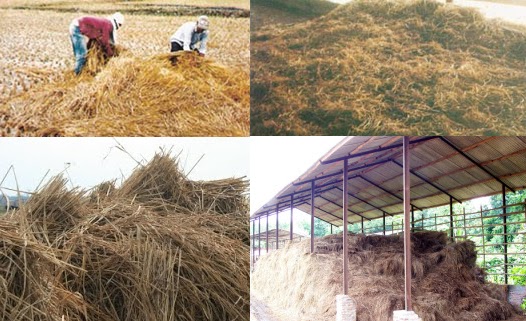 Strategi menanggulangi Penyakit Mulut Kuku (PMK) dengan metoda Pemusnahan Hewan Terinfeksi atau Stamping Out