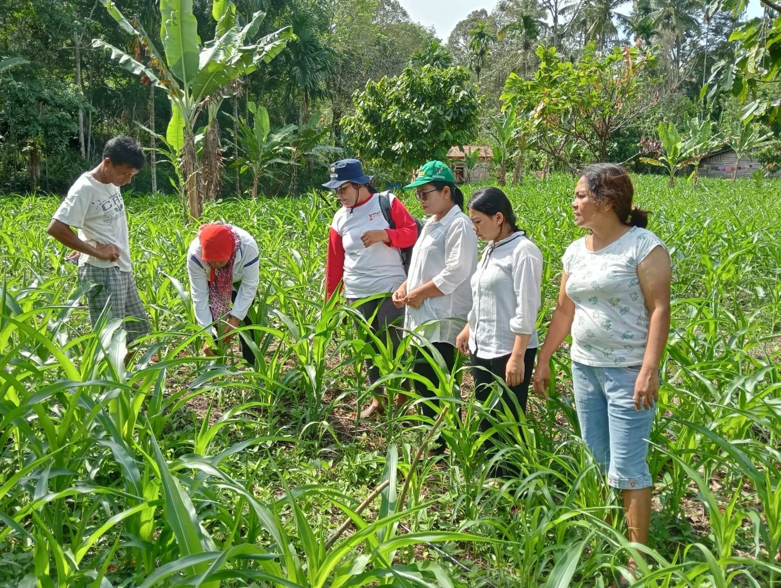 Opt Ulat Grayak Pada Tanaman Jagung