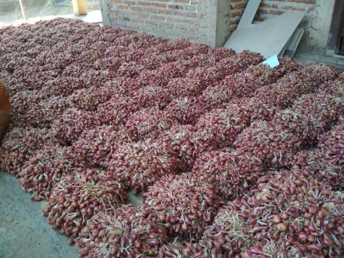 Teknis Budidaya Bawang Merah 