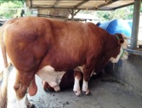 MENENTUKAN LOKASI KANDANG SAPI LIMOUSIN