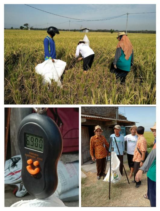 Ubinan Sebagai Alternatif Solusi Mengurangi Kerugian Petani Yang Disebabkan Oleh Sistem Tebas Di Kelompoktani Dewi Sri Desa Sambirejo Kecamatan Mantingan Kabupaten Ngawi