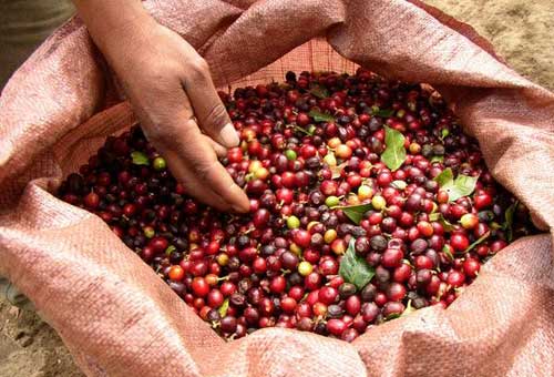 PENTINGNYA POHON PENAUNG PADA BUDIDAYA TANAMAN KOPI (Coffea sp.)