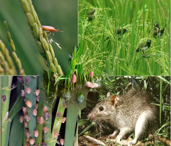 JENIS- JENIS HAMA YANG MENYERANG PADA TANAMAN PADI SAWAH DI KECAMATAN RUMBIA