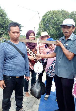 Teknik Ubinan Jajar Legowo Padi 2:1