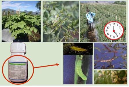 Penggunaan Pestisida Berdasarkan  Konsepsi Pengendalian Hama Terpadu Enam Tepat