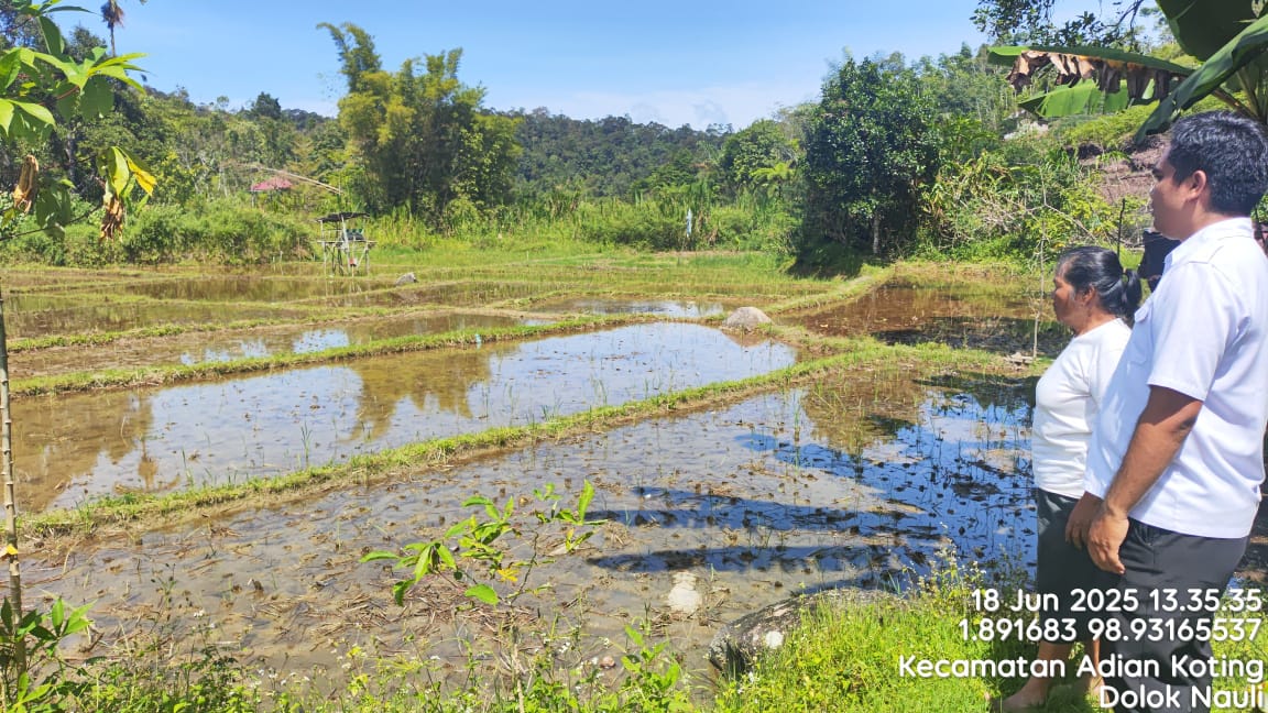 Lawan Perubahan Iklim Dengan Irigasi Intermiten: Kurangi Emisi, Jaga Lingkungan