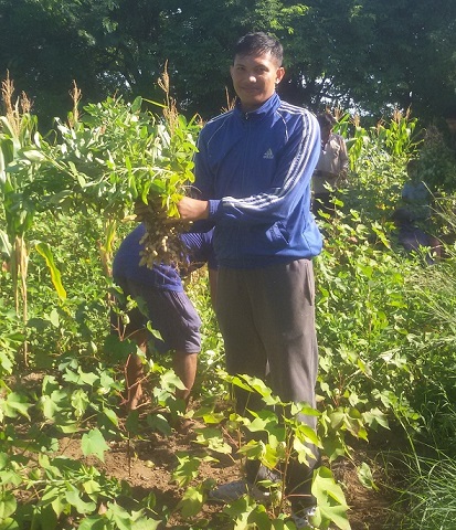 Budidaya Kacang Tanah Dilahan Kering