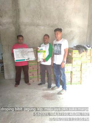 Droping Dan Budidaya Jagung