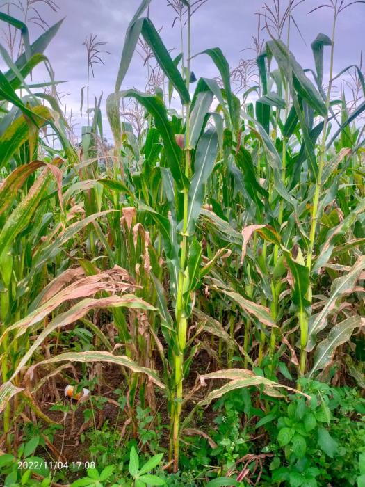 DASAR-DASAR EKONOMI SIRKULAR DAN PEMBANGUNAN PERTANIAN REGENERATIF