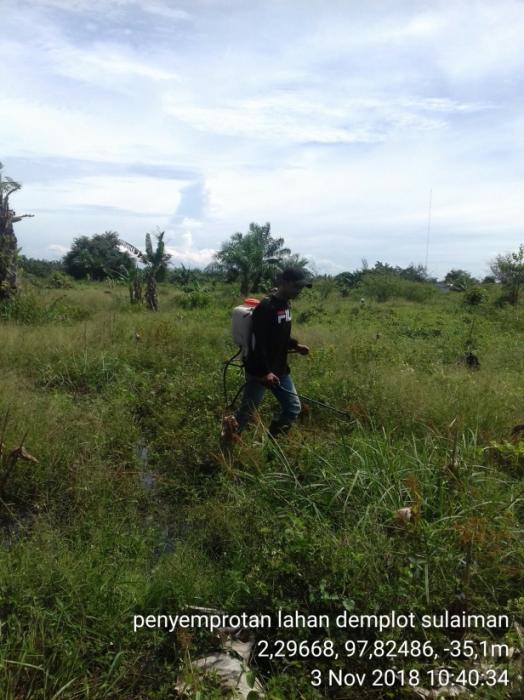 MENANAM JAGUNG DILAHAN GAMBUT DENGAN METODE TANPA OLAH TANAH (TOT)
