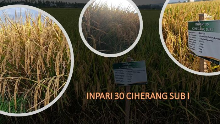 KEUNGGULAN INPARI 30 CIHERANG SUB 1  