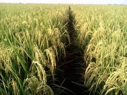 Benih Yang baik Menghasilkan Tanaman yang Baik