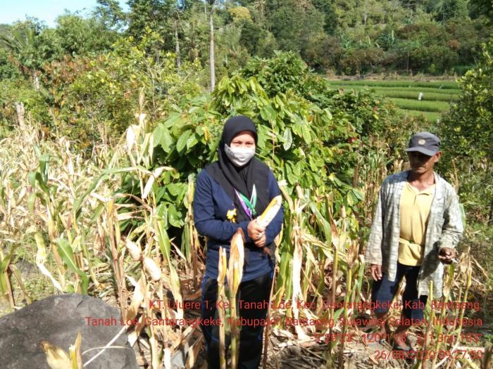PENGAMBILAN UBINAN JAGUNG KELOMPOK TANI ULU ERE I KEL.TANAHLOE KEC.GANTARANGKEKE KAB.BANTAENG