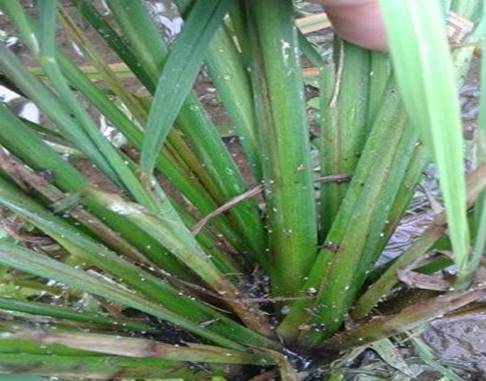 Mengenal Hama Wereng Coklat