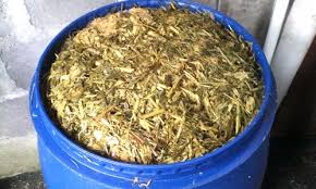 Cara Membuat Pakan Fermentasi Dari Rumput Gajah