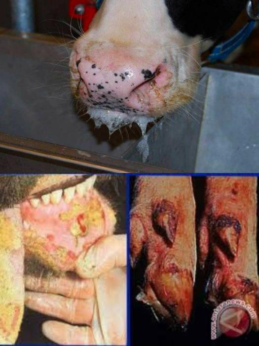 Mencegah Penyebaran Penyakit Mulut dan Kuku (artikel 17 Mei 2022, Diposting Ulang 15 Januari 2022)