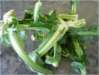 TATALAKSANA PAKAN KELINCI