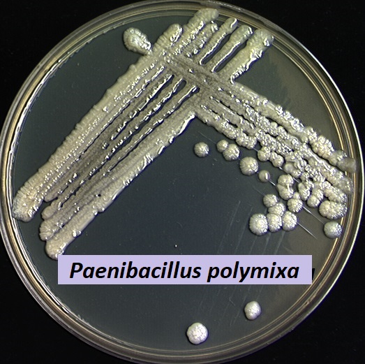 perbanyakan agen hayati Ã¢â‚¬Å“paenibacillus polymixaÃ¢â‚¬Â