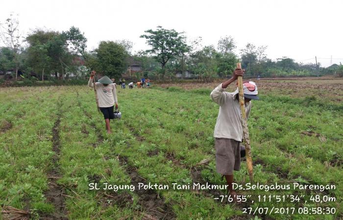 Menanam Jagung Tanpa Olah Tanah (TOT)