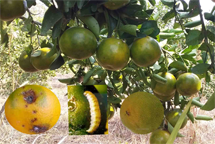 MENGENAL HAMA TANAMAN JERUK