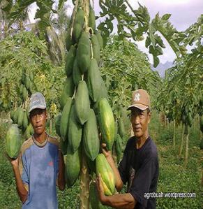 Budidaya Pepaya