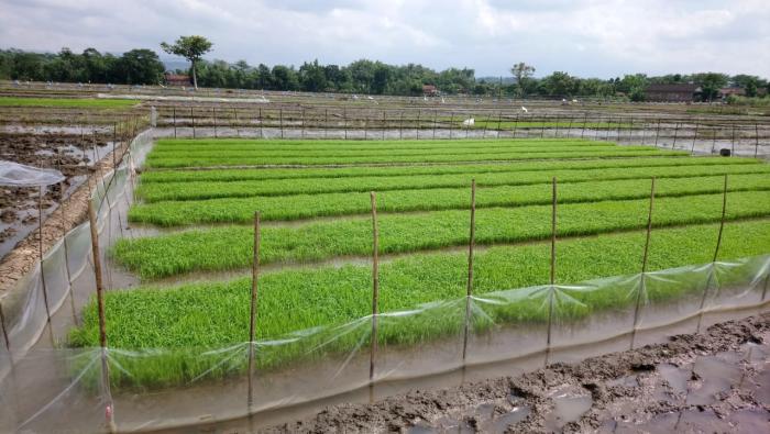 Penentuan Umur Tanam Bibit Tanaman Padi