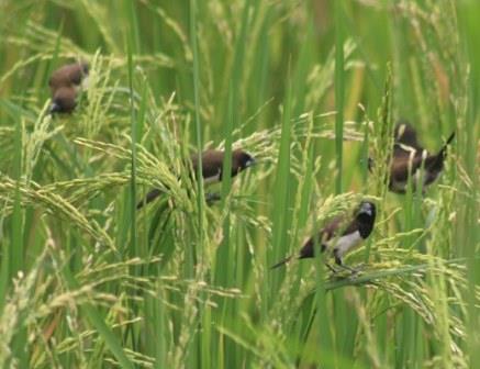 Cara Mengendalikan Burung Pipit Di Sawah, Praktis Dan Mudah
