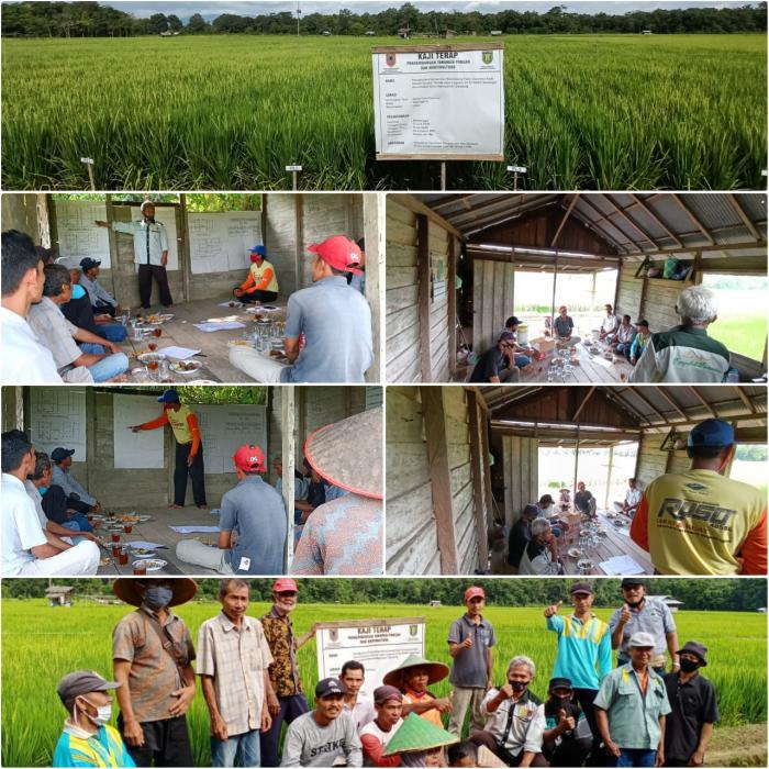 DISPLAY KAJI TERAP PADI SAWAH DI WKPP MASINGAI
