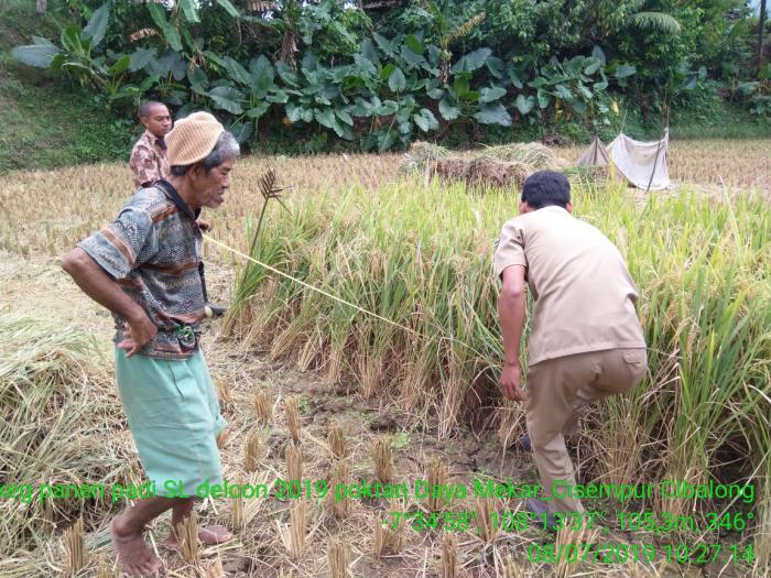 Panen Dan Pengubinan Di Poktan Dayamekar Desa Cisempur Kec.cibalong Kab.tasikmalaya
