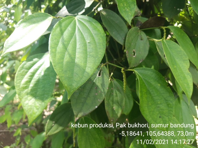 TEKNIK PEMELIHARAAN TANAMAN LADA (Piper nigrum)