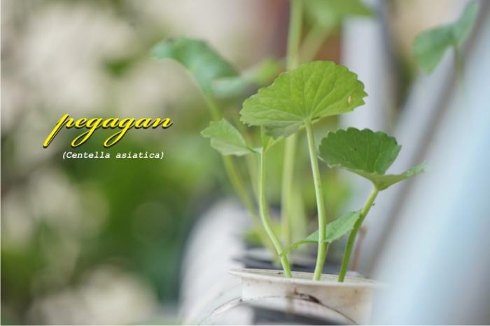Budidaya Pegagan Dengan Hidroponik