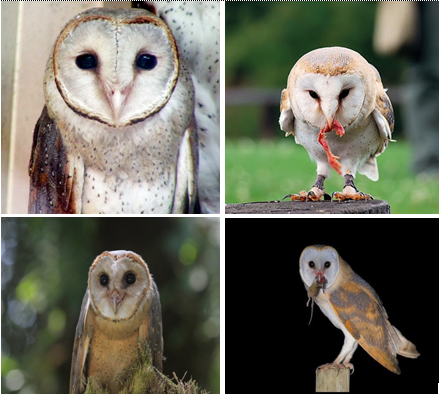 TYTO ALBA, BURUNG LUCU PEMANGSA TIKUS