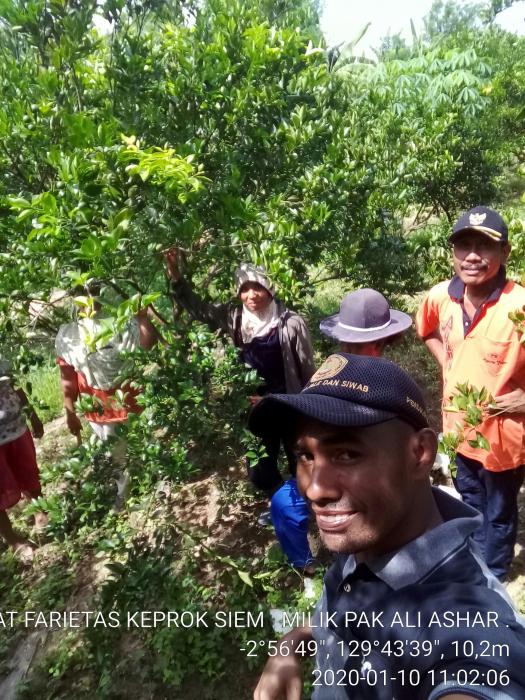 BUDIYAH TANAMAN JERUK MANIS KEPROK SIEM DI DESA SARIPUTIH-2