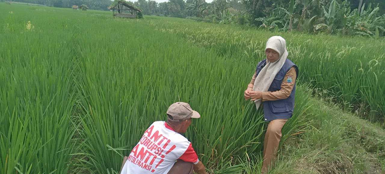 Penyuluh Pertanian Atasi Serangan Blast dan WTC, POPT melalui GERAKAN PENGENDALIAN (GERDAL)