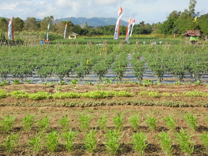  PENGELOLAAN TANAMAN SAYURAN ORGANIK