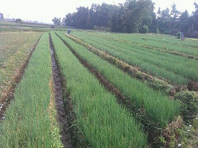 Budidaya Bawang Merah Spesifik Lokasi Dikabupaten Lampung Timur
