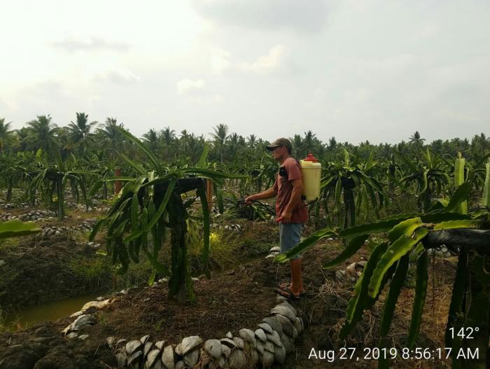 METODE SANITASI DAN ERADIKASI DALAM BERBUDIDAYA TANAMAN BUAH NAGA