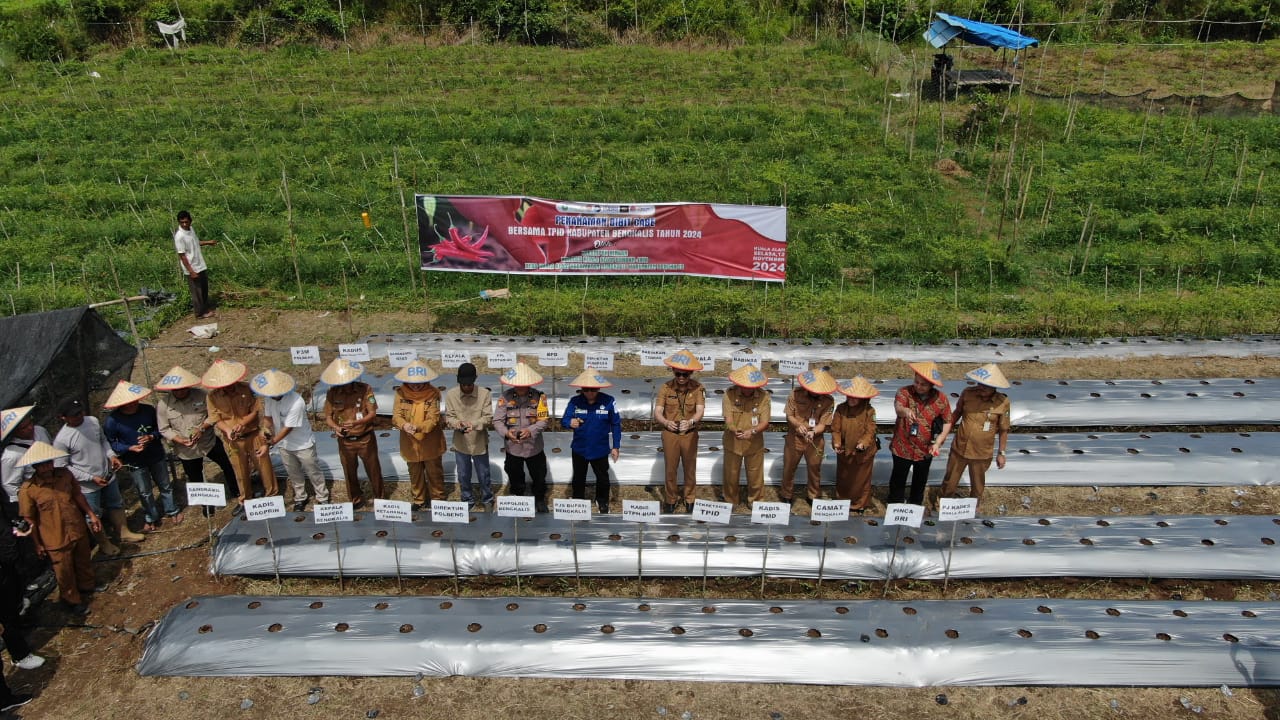 PANEN RAYA CABAI DAN PENANAMAN BIBIT SAYUR BERSAMA TPID KABUPATEN BENGKALIS TAHUN 2024