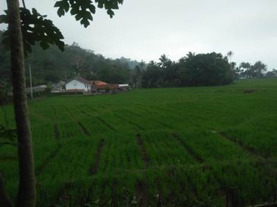 MANFAAT JAJAR LEGOWO PADA PADI SAWAH