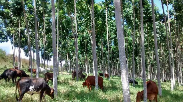 Prospek Pengembangan Sorgum di Indonesia Untuk Mengurangi Konsumsi Gandum
