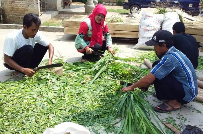 Silase Limbah Buah Kakao  Sebagai Pakan Ternak Ruminansia