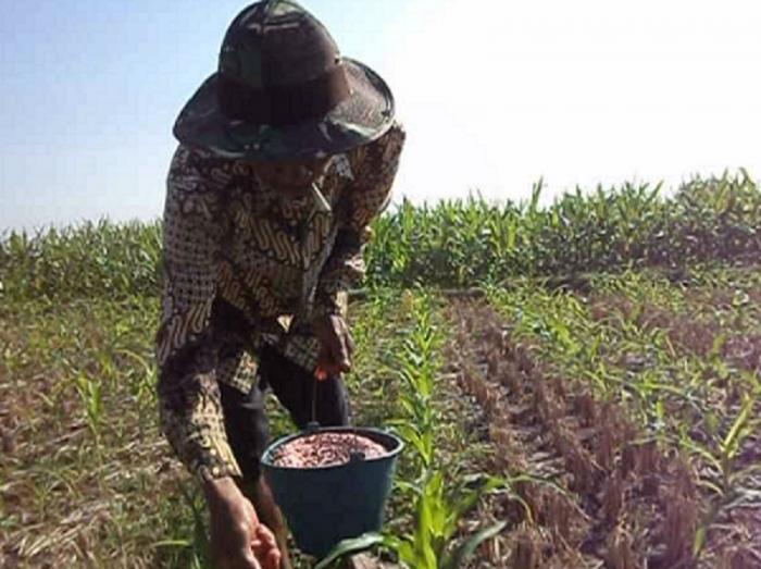Rekomendasi Teknologi Budidaya Jagung Di Lahan Kering