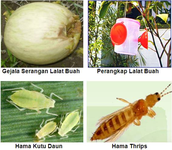 HAMA DAN PENGENDALIANNYA UNTUK MENJAGA MUTU MELON