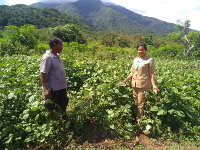 BUDIDAYA TANAMAN KACANG HIJAU