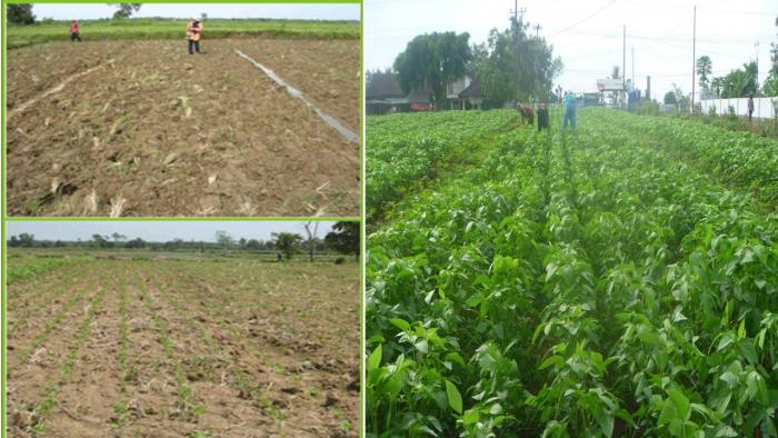 TEKNOLOGI PRODUKSI KEDELE LAHAN KERING MASAM  DI LAMPUNG